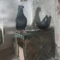 زاغ دم سفید ۱۲ تایی