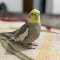 عروس هلندی گمشده|حیوانات|داراب, |دیوار