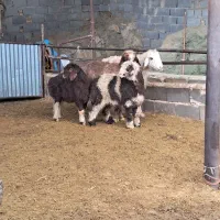 میش بره دار|حیوانات مزرعه|مرودشت, نقش رستم|دیوار