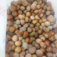 فندق تازه امسال