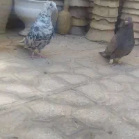 کفتر سرور دم سفید جفت