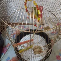 طوطی گرینچک آناناسی