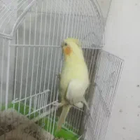 عروس هلندی با قفس|پرنده|میانه, |دیوار