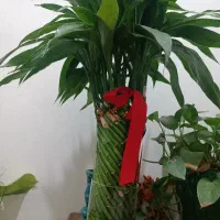 بامبو طبیعی