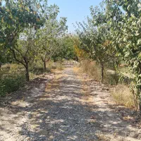 ملک و زمین|فروش زمین و ملک کلنگی|محمدشهر, محمدشهر|دیوار