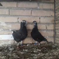 کبوتر زاغ و جوجه هاش|پرنده|دزفول, |دیوار