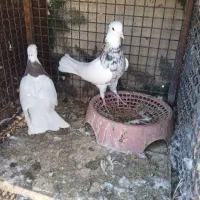 یک جفت طوقی سور