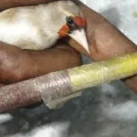 سهره کرمانی مست خون گلبسر مست خون|پرنده|مشهد, کوی المهدی|دیوار