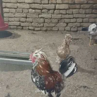 مرغ خروس پاکوتاه