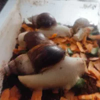 حلزون|خزنده|کرج, عظیمیه|دیوار