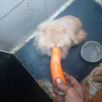 سلام بخاطر که من سر کار هستم واسه فروش|موش و خرگوش|اهواز, کوی رمضان|دیوار