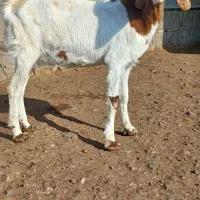 کولار اوست سنگین مایکرده