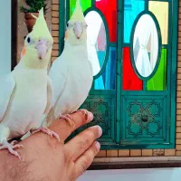 عروس هلندی لوتینو|پرنده|فولادشهر, مسکن مهر فولادشهر|دیوار