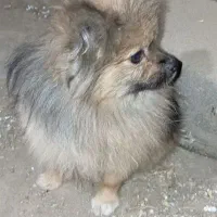 سگ پامرروباهی فندوق|سگ|بهار, |دیوار