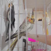 عروس هلندی مرواریدی