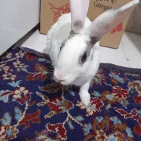 خرگوش خانگی  نر و ماده نژاد لوپ و معمولی|موش و خرگوش|هریس, |دیوار