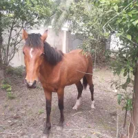 اسب نریون فروشی