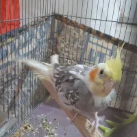 عروس هلندی|پرنده|هشتگرد, شهرک راه آهن|دیوار