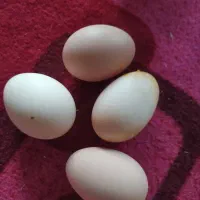 تخم مرغ محلی