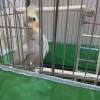 عروس هلندی|پرنده|تهران, افسریه جنوبی|دیوار