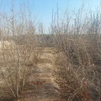 زمین مناسب باغچه و سرمایه‌گذاری