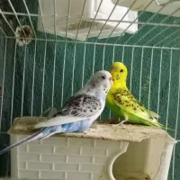 چهار جفت مرغ عشق مولد با تخم|پرنده|مشهد, تربیت (صدف)|دیوار