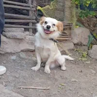 سگ پا کوتاه