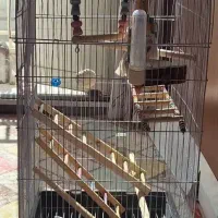 قفس پرنده|لوازم جانبی حیوانات|فردیس, نگارستان|دیوار