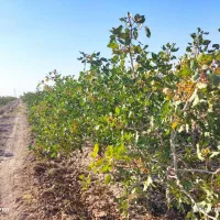 1هکتار باغ پسته نوع پیوند بادمی سفید|فروش دفتر صنعتی، کشاورزی، تجاری|نیشابور, مازول|دیوار