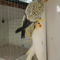 عروس هلندی لوتینیو سیامون وگل باقالی