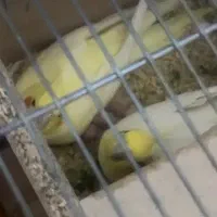 جفت مولد ارمنی