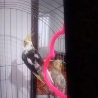 عروس هلندی وکوتوله بریزیلی|پرنده|آزادشهر, |دیوار