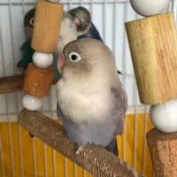 طوطی برزیلی فیشر