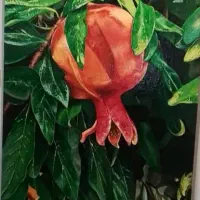 تابلو نقاشی انار