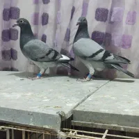 کبوتر جوجه مسافتی