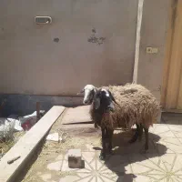 دوراس میش جنس