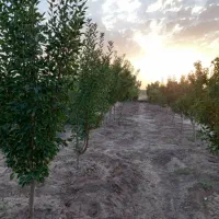 باغ-در-مزرعه-شهدا