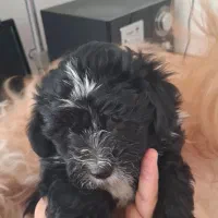 سگ شیتزو ۵ماه واکسن خورده