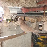 کبوتر بهبهانی نر