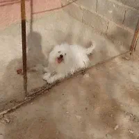 سگ. نرماده شیتزو