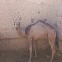 فروش شتر