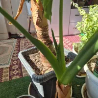 بابا ادم جاینت|گل و گیاه طبیعی|فلاورجان, |دیوار