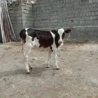 گوساله  مادهشیر خوار سه عدد