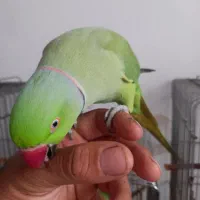 طوطی ملنگو سخنگو|پرنده|طبقده, |دیوار