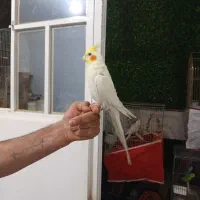 پرنده عروس هلندی گرینجک|پرنده|شیراز, کرونی(خاتونک)|دیوار