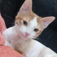 واگذاری گربه|گربه|سمنان, |دیوار