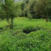 زمین باغی ۹۰۰۰ متری