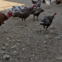 بوقلمون|حیوانات مزرعه|کرمانشاه, |دیوار