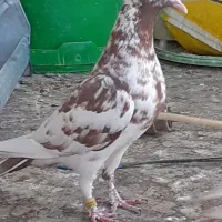 ماده میولمنز