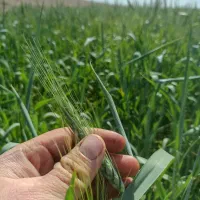 نیازمند کمباین  برای درو گندم